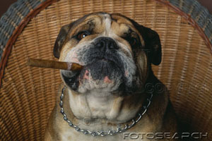 Smoking Bulldog!  Try and take his cigar away